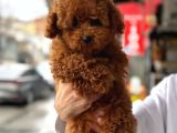 Toy Poodle Sevi̇mli̇ Yavrular Ev Üreti̇mi̇