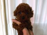 Toy Poodle Sevi̇mli̇ Yavrular Ev Üreti̇mi̇