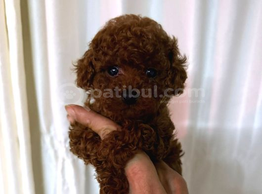 Toy Poodle Sevi̇mli̇ Yavrular Ev Üreti̇mi̇ görsel