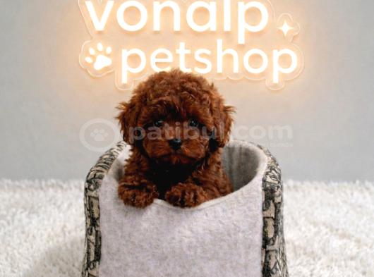 Vonalp Garantisiyle Efsane Güzelli̇kte Toy Poodle Yavrular görsel