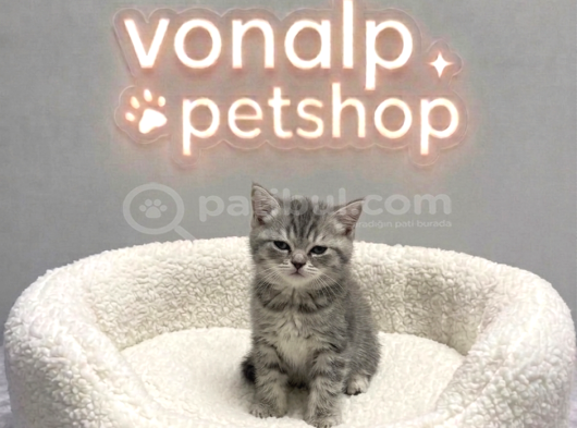 Vonalp Pet Garantisiyle Efsane Güzelli̇kte Bri̇ti̇sh Shorthai̇r görsel