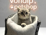 Vonalp Pet Garantisiyle Efsane Güzelli̇kte Bri̇ti̇sh Shorthai̇r