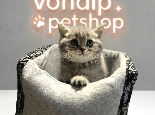 Vonalp Pet Garantisiyle Efsane Güzelli̇kte Bri̇ti̇sh Shorthai̇r görsel