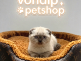 Vonalp Pet Garantisiyle Efsane Güzelli̇kte Scotti̇sh Fold