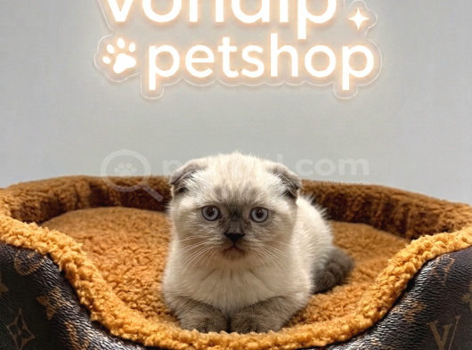 Vonalp Pet Garantisiyle Efsane Güzelli̇kte Scotti̇sh Fold görsel