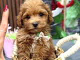 MALTİPOO CİNSİ YAVRULAR EV ÜRETİMİ
