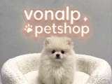VONALP PET GARANTISIYLE EFSANE GÜZELLİKTE POMERANİAN BOO