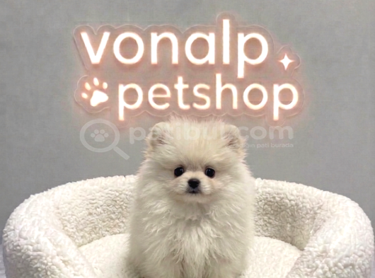 VONALP PET GARANTISIYLE EFSANE GÜZELLİKTE POMERANİAN BOO