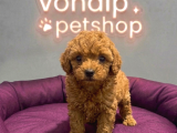 VONALP GARANTISIYLE EFSANE GÜZELLİKTE TOY POODLE YAVRULAR