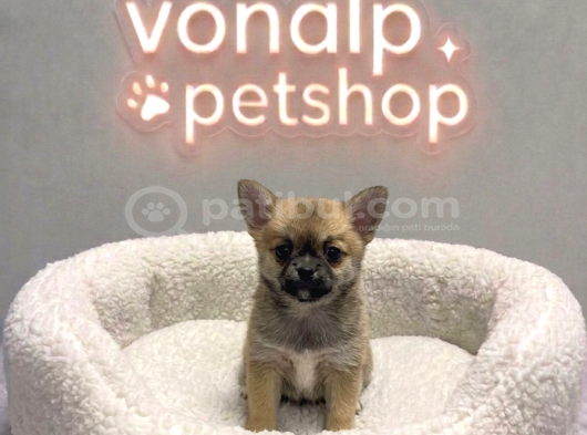 Vonalp Pet Garantisiyle Efsane Güzelli̇kte Chihuaha Yavrular görsel