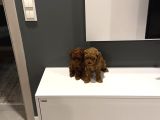 Show Kalite Dark Toy Poodle Yavrularım