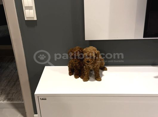 Show Kalite Dark Toy Poodle Yavrularım görsel