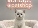 Vonalp Pet Garantisiyle Efsane Güzelli̇kte Bri̇ti̇sh Shorthai̇r