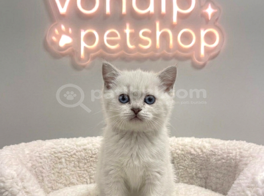 Vonalp Pet Garantisiyle Efsane Güzelli̇kte Bri̇ti̇sh Shorthai̇r görsel