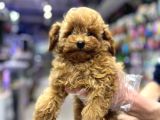Vonalp Garantisiyle Efsane Güzelli̇kte Toy Poodle Yavrular