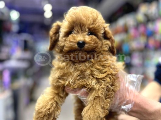 Vonalp Garantisiyle Efsane Güzelli̇kte Toy Poodle Yavrular görsel
