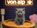 Vonalp Pet Garantisiyle Efsane Güzelli̇kte Bri̇ti̇sh Shorthai̇r