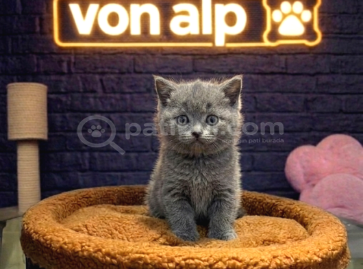 Vonalp Pet Garantisiyle Efsane Güzelli̇kte Bri̇ti̇sh Shorthai̇r