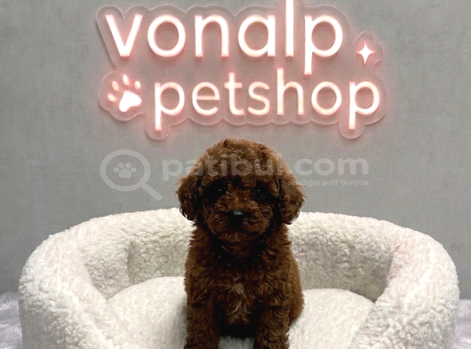 Vonalp Garantisiyle Efsane Güzelli̇kte Toy Poodle Yavrular görsel