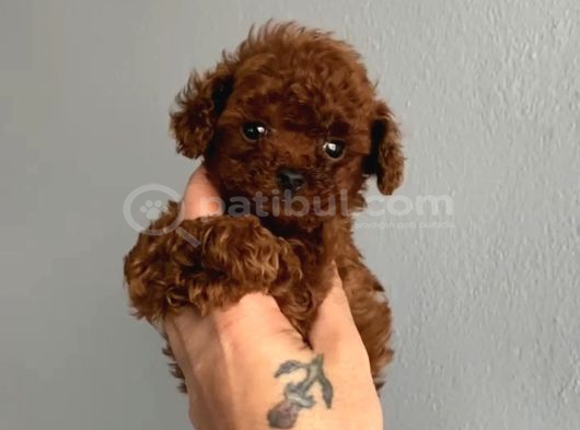 Toy Poodle Sevi̇mli̇ Yavrular Ev Üreti̇mi̇