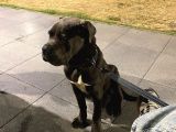 Temel Eğitimli Blue Cane Corso