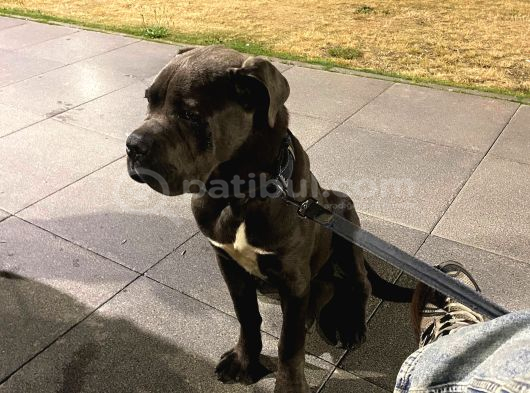 Temel Eğitimli Blue Cane Corso görsel