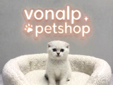 Vonalp Pet Garantisiyle Efsane Güzelli̇kte Scotti̇sh Fold