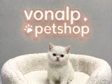 Vonalp Pet Garantisiyle Efsane Güzelli̇kte Bri̇ti̇sh Shorthai̇r