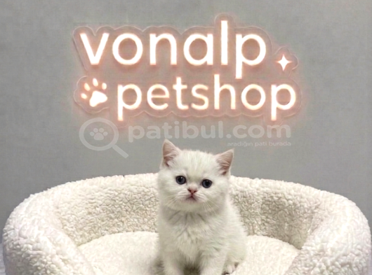 Vonalp Pet Garantisiyle Efsane Güzelli̇kte Bri̇ti̇sh Shorthai̇r görsel