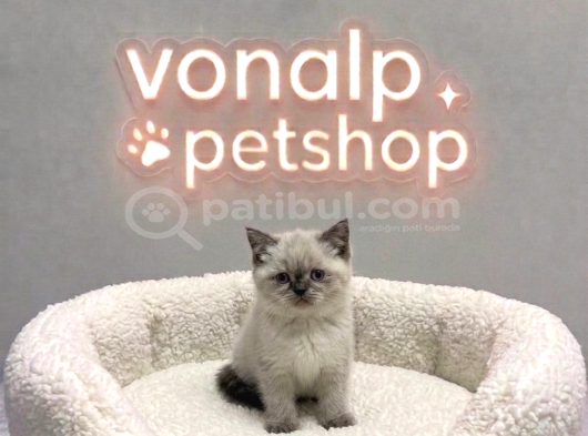 Vonalp Pet Garantisiyle Efsane Güzelli̇kte Bri̇ti̇sh Shorthai̇r görsel