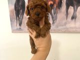 Show Kalite dark Toy Poodle yavrularım