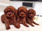 EN İYİSİNİ İSTİYENLERE GERÇEK KOREA POODLE YAVRULAR ANKARA