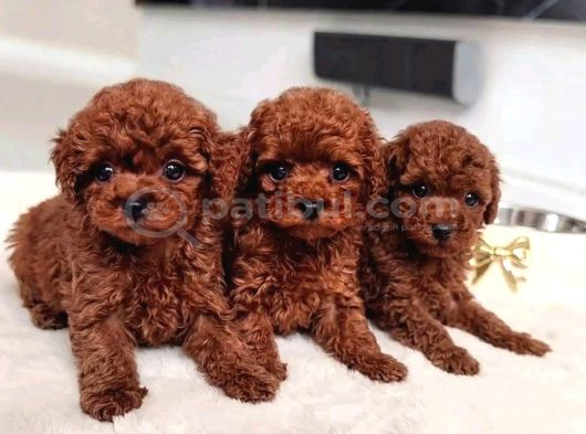 En İyi̇si̇ni̇ İsti̇yenlere Gerçek Korea Poodle Yavrular Ankara