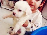Teri̇er Yavrular Uygun Sahiplendirikecektir