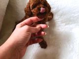 En İyi̇si̇ni̇ İsti̇yenlere Gerçek Korea Poodle Yavrular Ankara