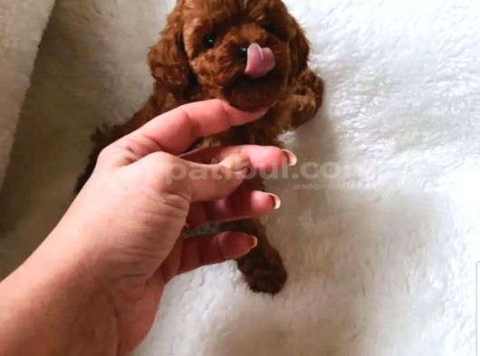 En İyi̇si̇ni̇ İsti̇yenlere Gerçek Korea Poodle Yavrular Ankara görsel