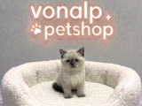 VONALP PET GARANTISIYLE EFSANE GÜZELLİKTE BRİTİSH SHORTHAİR