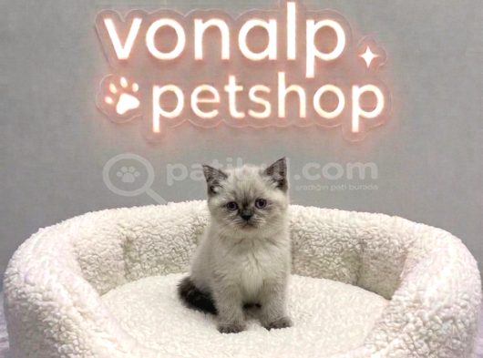 Vonalp Pet Garantisiyle Efsane Güzelli̇kte Bri̇ti̇sh Shorthai̇r