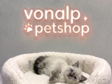 Vonalp Pet Garantisiyle Efsane Güzelli̇kte Bri̇ti̇sh Shorthai̇r