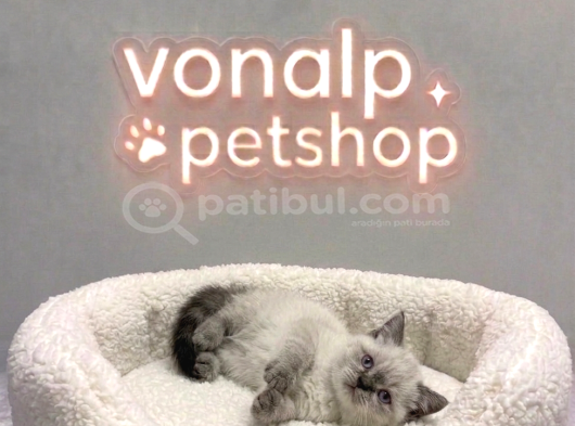 Vonalp Pet Garantisiyle Efsane Güzelli̇kte Bri̇ti̇sh Shorthai̇r görsel