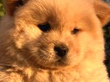 ORİJİNAL IRK CHOW CHOW YAVRULARI