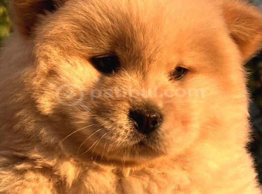Ori̇ji̇nal Irk Chow Chow Yavrulari