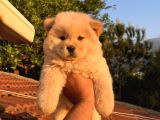 Ori̇ji̇nal Irk Chow Chow Yavrulari