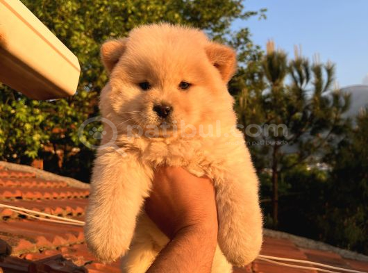 Ori̇ji̇nal Irk Chow Chow Yavrulari görsel