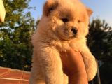 Ori̇ji̇nal Irk Chow Chow Yavrulari