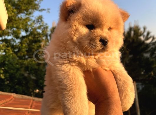Ori̇ji̇nal Irk Chow Chow Yavrulari görsel