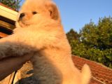 Ori̇ji̇nal Irk Chow Chow Yavrulari