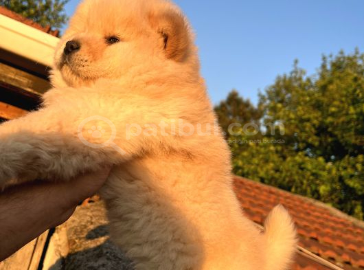 Ori̇ji̇nal Irk Chow Chow Yavrulari görsel