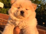 Ori̇ji̇nal Irk Chow Chow Yavrulari