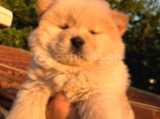 Ori̇ji̇nal Irk Chow Chow Yavrulari görsel